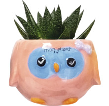 Succulent i blomkruka med uggla design