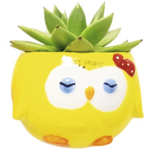 Dekorativ suckulent i gul blomkruka med ugglemotiv
