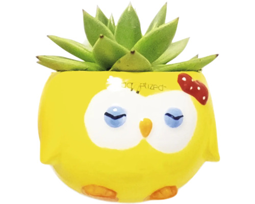 Dekorativ suckulent i gul blomkruka med ugglemotiv