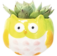 Dekorativ suckulent i en uggla blomkruka