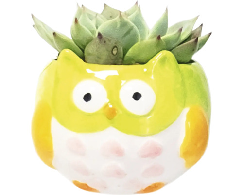 Dekorativ suckulent i en uggla blomkruka