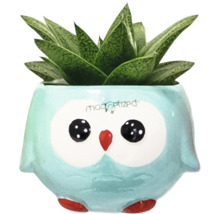 Succulent i en blomkruka i form av en uggla