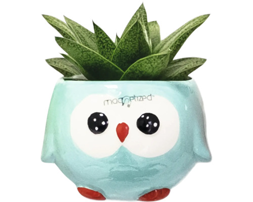 Succulent i en blomkruka i form av en uggla