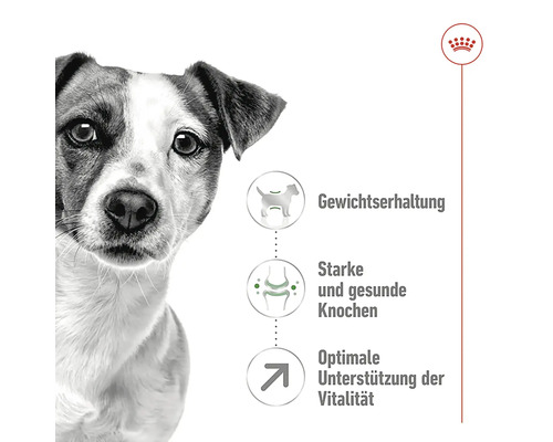 Hund med information om viktkontroll, starka ben och vitalitet