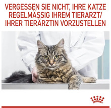 En katt hos veterinären för en regelbunden kontroll