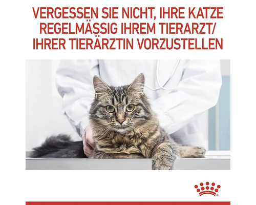 En katt hos veterinären för en regelbunden hälsokontroll.