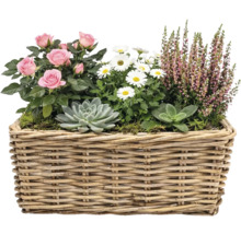 Blomsterarrangemang med rosor, prästkragar, ljung och suckulenter i en flätad korg