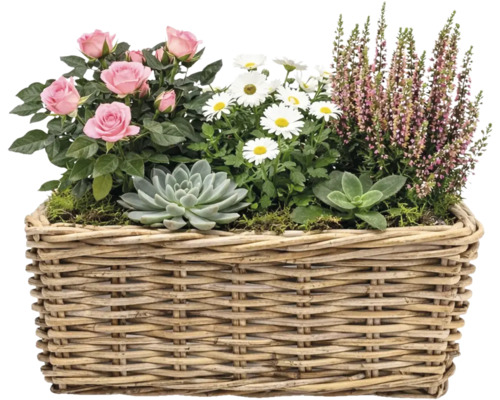 Blomsterarrangemang med rosor, prästkragar, ljung och suckulenter i en flätad korg