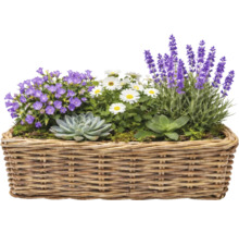 Blomsterarrangemang med lavendel, prästkragar och suckulenter i en korg