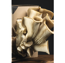 Ostronmussling odlingssats i kartongförpackning