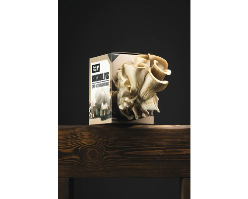 Ostronmusslingsodlingslåda på träbord