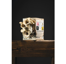 Svampodlingssats med ostron svamp i kartongförpackning på träbräda