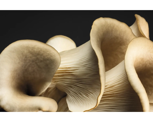 Ostronmussling i detalj