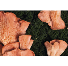 Närbild av rosa ostron svamp på mossa