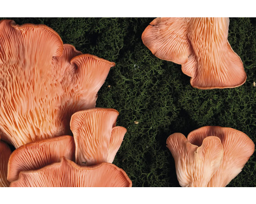 Närbild av rosa ostron svamp på mossa