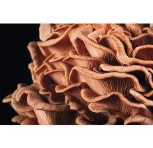 Närbild av ostronmussling