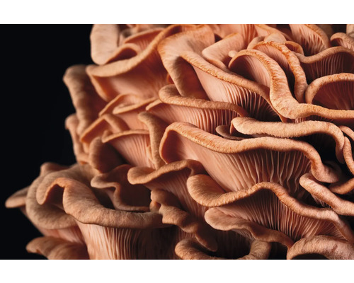 Närbild av ostronmussling