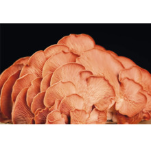 Närbild av ostronmushrooms