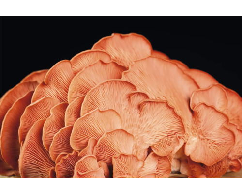 Närbild av ostronmushrooms