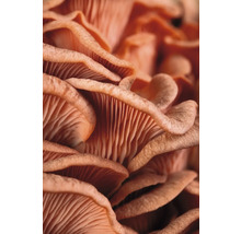 Närbild på ostronmussling