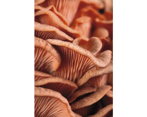 Närbild på ostronmussling