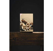 Ostronmussling odlingssats i kartongförpackning