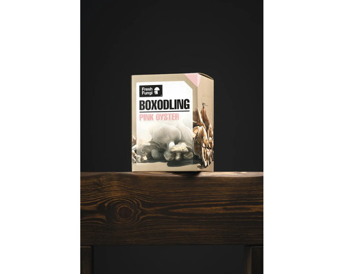 Låda för odling av rosa ostronmushrooms