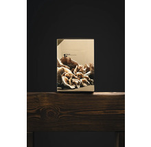 Svampodlingslåda på träyta