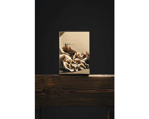 Svampodlingslåda på träyta