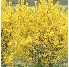 Forsythia i trädgården, vårblomma