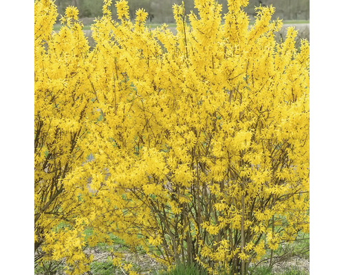 Forsythia i trädgården, vårblomma