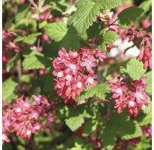 Blommande prydnadsrips med gröna blad
