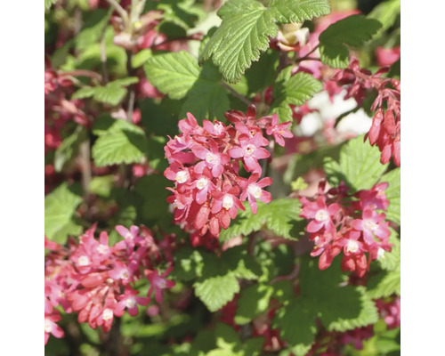 Blommande prydnadsrips med gröna blad