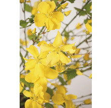 Gula Kerria japonica blommor med gröna blad