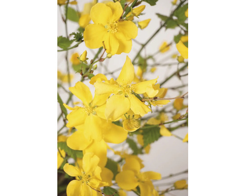 Gula Kerria japonica blommor med gröna blad