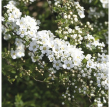 Blommande spirea med vita blommor