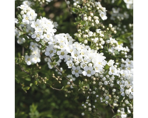 Blommande spirea med vita blommor