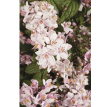 Närbild av en Deutzia med blommor