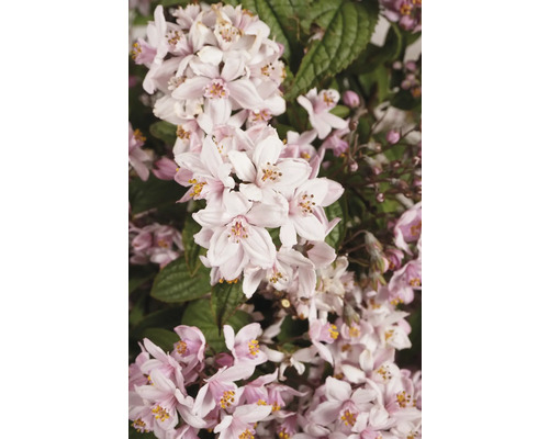 Närbild av en Deutzia med blommor