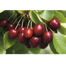 Sötkörsbär på gren med blad