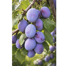 Plommon på gren med blad