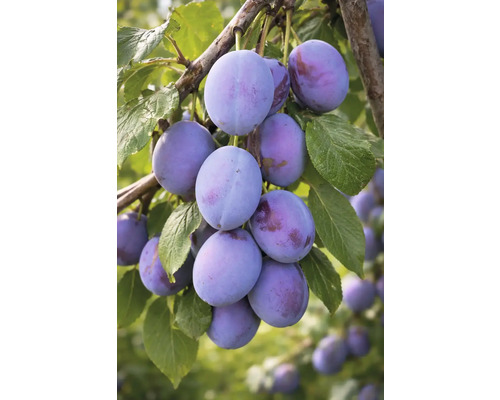 Plommon på gren med blad