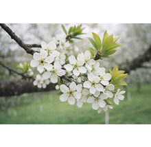 Gren med vita blommor