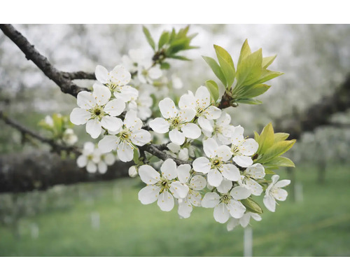 Gren med vita blommor