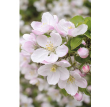 Äppelblommor med kronblad