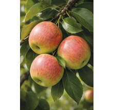 Tre äpplen på grenen med gröna blad