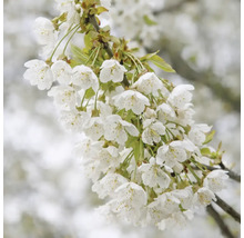 Blommande körsbärsträdgren med vita blommor