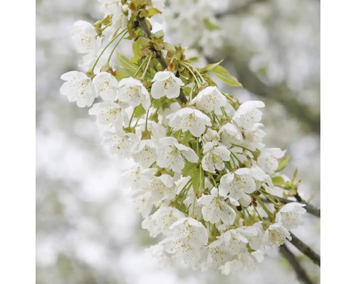 Blommande körsbärsträdgren med vita blommor