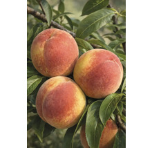 Närbild av persikor på trädet med löv