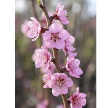 Gren med rosa blommor
